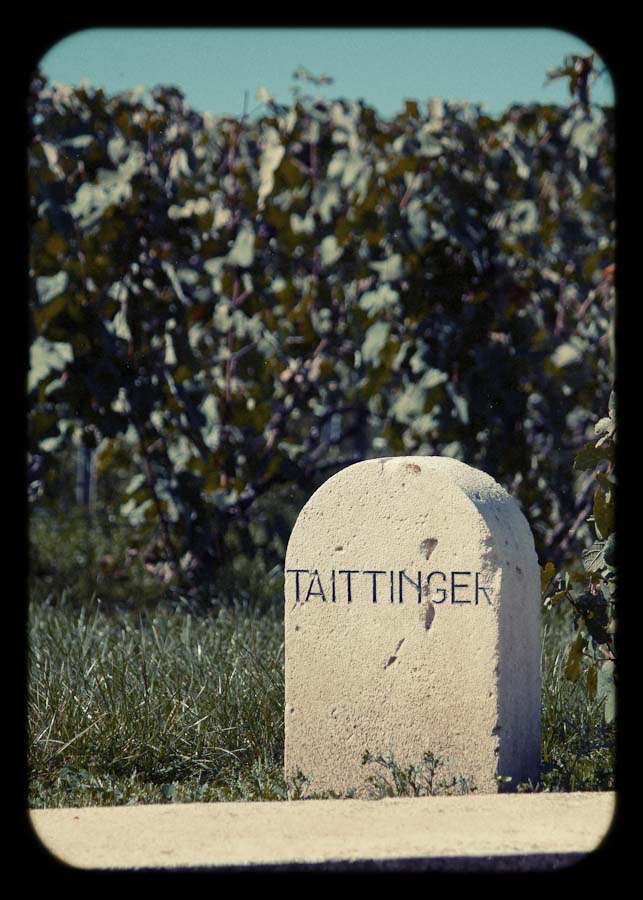 Epernay - Tattinger Vineyard